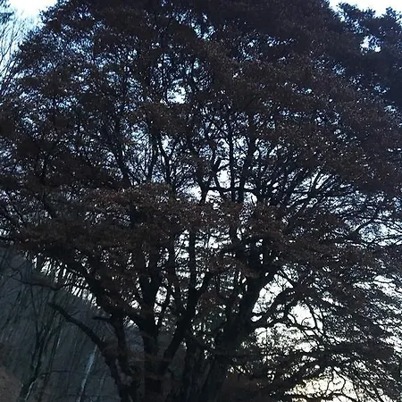 Pensiunea Alexolar בית הארחה Matisesti