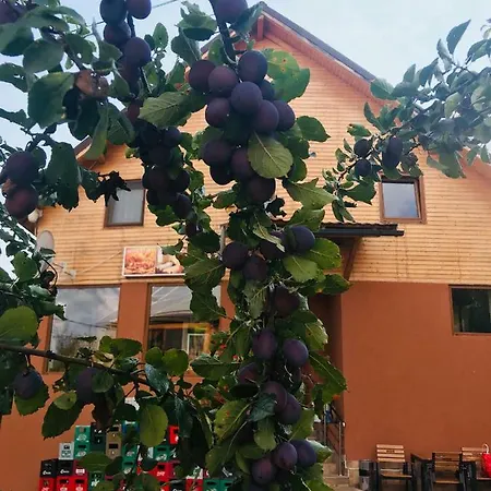 בית הארחה Pensiunea Alexolar Matisesti